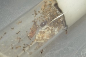 **Fin** [Blog] Pheidole pallidula de Matty, p.pallidula2.jpg