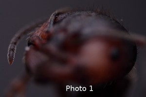 Faire facilement de la photomicrographie, 1.jpg