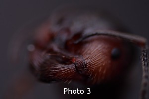 Faire facilement de la photomicrographie, 3.jpg