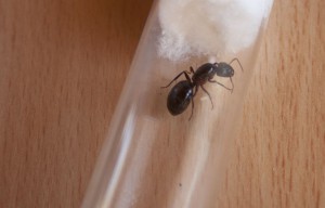 [Blog] Camponotus herculeanus by Hankerspace, 3__1361285763_82.216.80.69.jpg