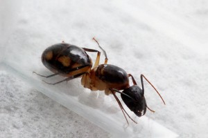 Gyne Camponotus maculatus, Faire facilement de la photomicrographie