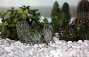 [Tutoriel] Aire de chasse végétalisée (plantes grasses & cactus), 3.jpg