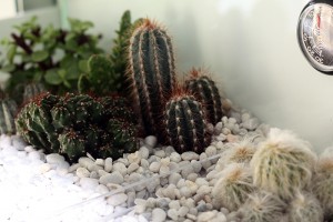 [Tutoriel] Aire de chasse végétalisée (plantes grasses & cactus), 2.jpg