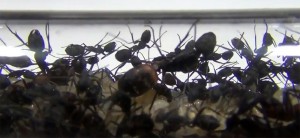 **Fin**[Blog] Camponotus cruentatus, Sans titre-2.jpg