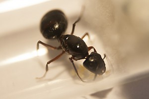 [Blog] Camponotus herculeanus by Hankerspace, Camponotus_25022013_B.jpg