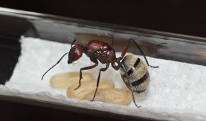 Camponotus fulvopilosus, IMG_1878.jpg
