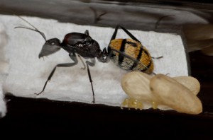 Camponotus fulvopilosus, IMG_1829.jpg