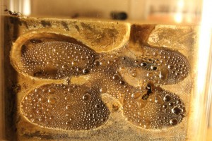 Condensation barbaricus, Excès d'humidification = Mortalité ?