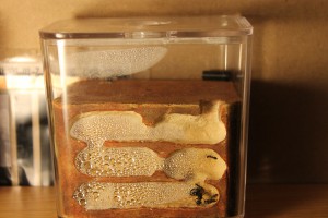 Micans plan d 'ensemble, Excès d'humidification = Mortalité ?