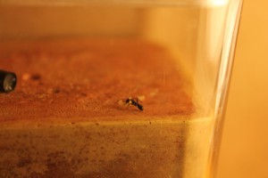 Micans oeufs, Excès d'humidification = Mortalité ?