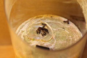 Scrutellaris mangeoire, Excès d'humidification = Mortalité ?