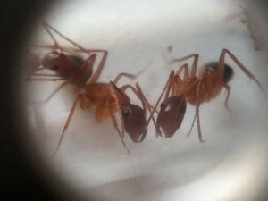 Identification (Camponotus pilicornis), 2.jpg
