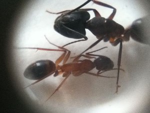 Identification (Camponotus pilicornis), 3.jpg