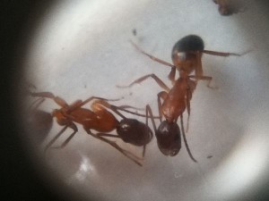 Identification (Camponotus pilicornis), 4.jpg