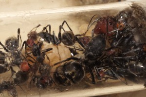 [Blog] Camponotus singularis (funkyben), DSC09359.JPG