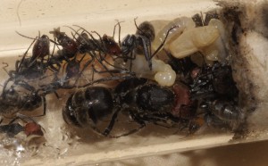 [Blog] Camponotus singularis (funkyben), DSC09356.JPG