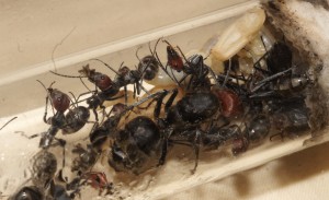 [Blog] Camponotus singularis (funkyben), DSC09355.JPG