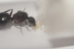 [Blog] Camponotus herculeanus by Hankerspace, Camponotus_04032013_A.jpg