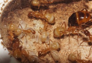 [Blog] Camponotus africaines, sanctus et sp d'Afrique de l'est, DSC09372.JPG