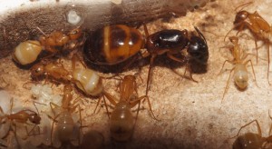 [Blog] Camponotus africaines, sanctus et sp d'Afrique de l'est, DSC09370.JPG