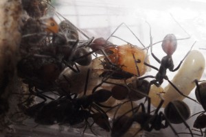 [Blog] Camponotus singularis (funkyben), DSC09390.JPG