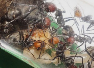 [Blog] Camponotus singularis (funkyben), DSC09409.JPG
