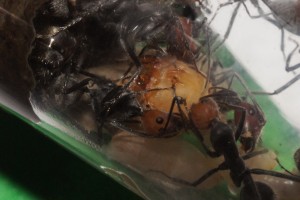 [Blog] Camponotus singularis (funkyben), DSC09411.JPG