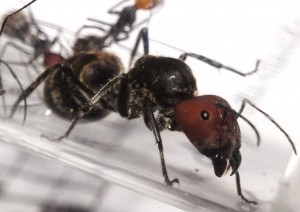 La gyne, [Blog] Camponotus singularis (funkyben)