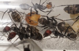 [Blog] Camponotus singularis (funkyben), DSC09426.JPG
