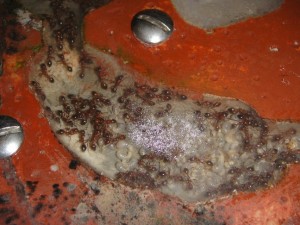 [Blog] Manica rubida de Boubou, 3.jpg