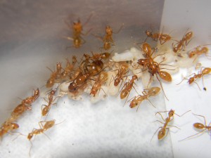 En plein déménagement/stress, **fin**[Blog] Camponotus sp. D'Amérique du Sud