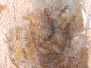 **fin**[Blog] Camponotus sp. D'Amérique du Sud, DSCN3496__1363168521_91.86.21.210.jpg