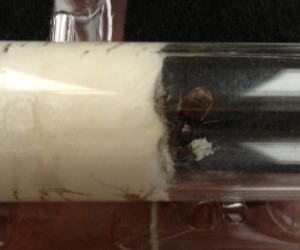 **Fin** [Blog] Les Lasius sp. aff. niger de Maskar (1ère fondation !), Couvain.jpg