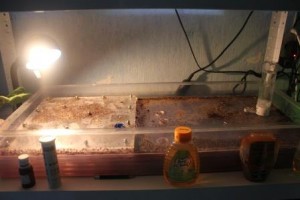 [Blog]  Grosse colonie Crematogaster scutellaris, IMG_1268.jpg