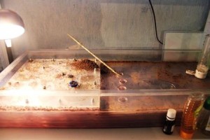 [Blog]  Grosse colonie Crematogaster scutellaris, IMG_2032.jpg