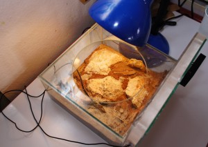 [Blog] Camponotus africaines, sanctus et sp d'Afrique de l'est, DSC09500.JPG