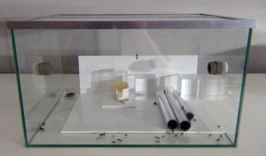 [Blog] Messor cephalotes, DSC00231.JPG