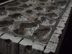 [Blog] Messor cephalotes, Vue 2.jpg