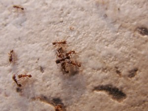 Montrez-nous des batailles de fourmis [In natura], PICT0006.jpg