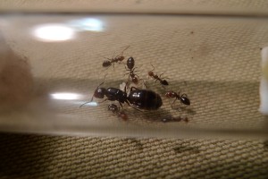 Mes colonies (Yori), 05.jpg