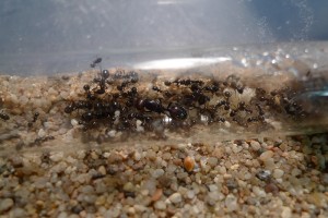 Mes colonies (Yori), 03.jpg