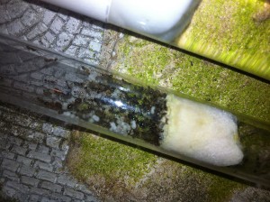 Pheidole jacunda, IMG_1867.jpg