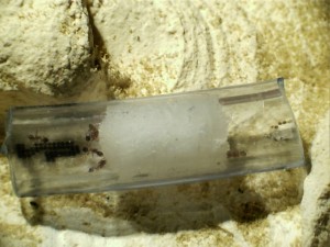 Nourriture Pheidole jacunda, 130406122309324016406.jpg