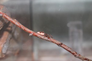 [Blog] Manica rubida de Boubou, 004.jpg