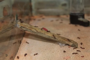 [Blog] Manica rubida de Boubou, 013.jpg