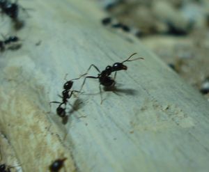 [Q/R] Fiche Messor barbarus, Image2.jpg