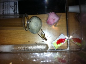 Nourriture Pheidole jacunda, IMG_1895.jpg