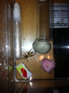 Nourriture Pheidole jacunda, IMG_1896.jpg