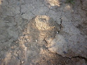 Observations in situ (Avril 2013), 1365355801-p1000546.jpg