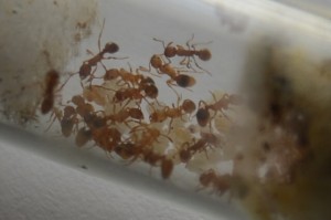 [Blog] Myrmica cf ruginodis de ** FunkyAnts **, DSC_2675.JPG